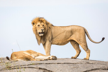 Mating male lion standing on a rock and female lioness lying down in Serengeti in Tanzania