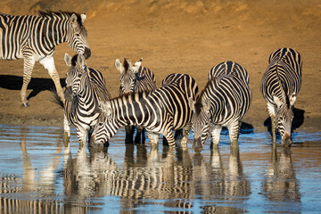 Zebra herd standing in muddy water drinking in Kruger Park in South Africa