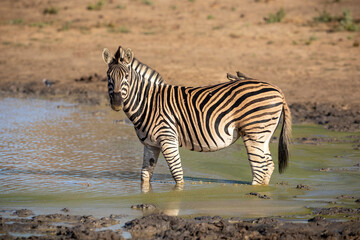 Adult zebra with two ox peckers on its back standing in green mud