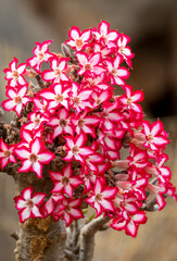 Vertical portrait of a Impala Lily (Adenium multiflorum) in Kruger Park in South Africa