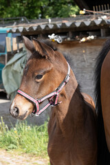 Nice brown foal head, with a to big halter on, in the spring