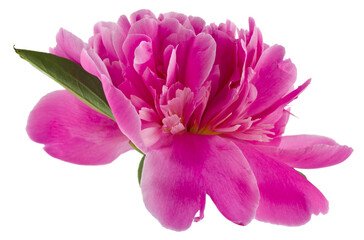 Pink peony flower isolated on white background.