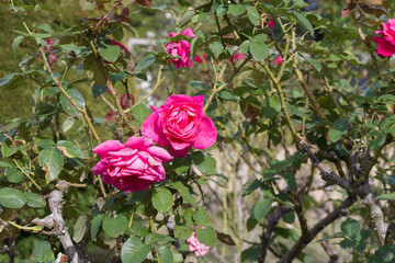 秋の薔薇の花 Pink rose flower that blooms in autumn.	