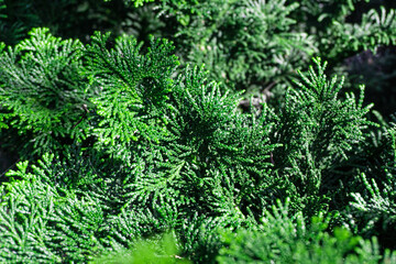 Deep Green Pine Leaves Macro
