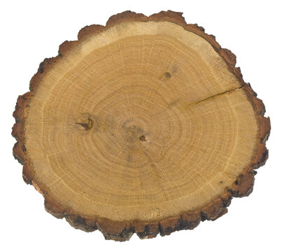 Tree trunk slice isolated on white background close-up.