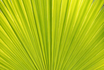 Obraz premium Green leaf close up