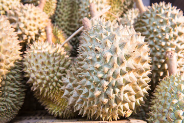 The king of fruit ,durian thailand