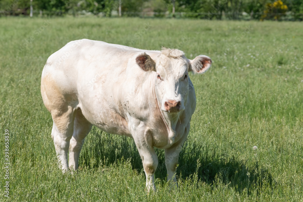 Wall mural a white charolais beef cows grazing in a green grassy pasture looking curiously at the camera