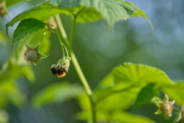 Bumblebee collects nectar from a white blackberry flower.