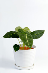 Alocasia Green Velvet potted house plant isolated on white background