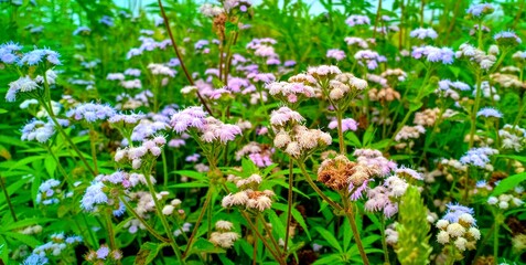 Fototapeta premium Flower nature flowers plants 
