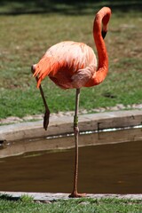Photos Taken in Pretoria Zoo, South Africa.