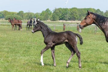 A black foal is trotting in the pasture, other horses are watching. Mare head