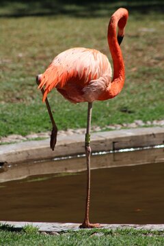 Photos Taken in Pretoria Zoo, South Africa.