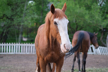 A horse with a white muzzle in the corral against the backdrop of the setting sun.