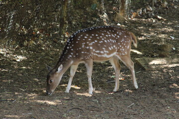 Photos Taken in Pretoria Zoo, South Africa.