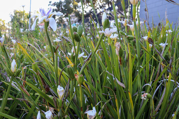 mass planting of dietes