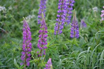 Purple and white lupins in a field against the backdrop of the forest. Glade of spring flowers. Beautiful background