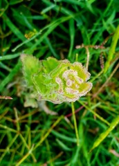 Flower green nature plant 