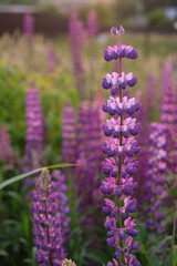 Purple and white lupins in a field against the backdrop of the forest. Glade of spring flowers. Beautiful background