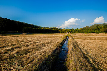 Asia, Thailand, Agricultural Field, Agriculture, Asian Style Conical Hat