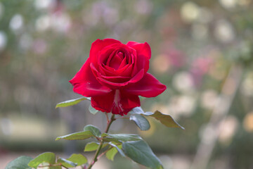 道端に咲く赤色の薔薇の花。秋。 Red rose flower that blooms in autumn. Flowers blooming on the roadside.	