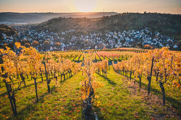 Beautiful vineyard landscape with a village surrounded by colorful vineyards during autumn. A historic church is in the center of the village.