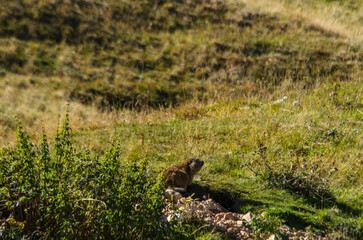 Świstak © wedrownik52