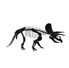 triceratops dinosaur skeleton on white background