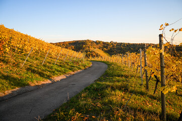 A road leading through a colorful vineyard under a clear blue sky during autumn. The grape leaves...