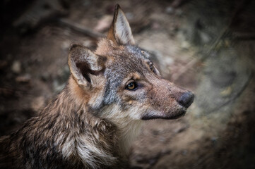 Wolfskopf mit verträumtem Blick