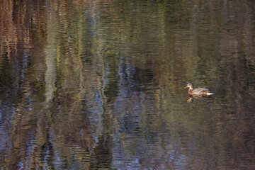 Female mallard duck in the water and reflections on the surface. Anas platyrhynchos.
