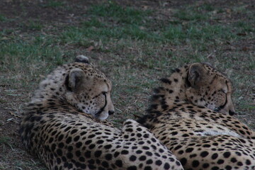 Photos Taken in Pretoria Zoo, South Africa.