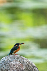 Male kingfisher perching on a rock.