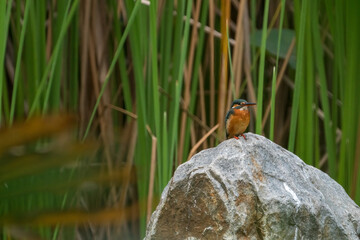 Male kingfisher perching on a rock.