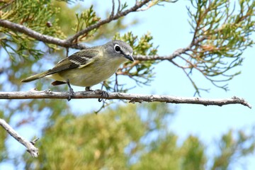 A Cassin's Vireo pauses on a branch on the Colorado prairie.