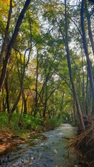 Beautiful forest in autumn. The river flows among tall trees.
