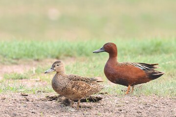 A Cinnamon Teal pair forage in a small pond in eastern Colorado.