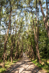 우거진 나무 사이