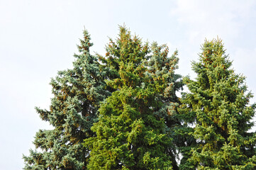 Fir tree with strobile