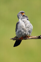 The red-footed falcon (Falco vespertinus), formerly western red-footed falcon sitting on the branch with green background. The little falcon cleans its feathers on its chest.