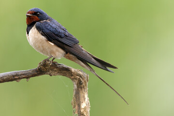 The barn swallow (Hirundo rustica) sitting on the branch with green background. Little black-blue...