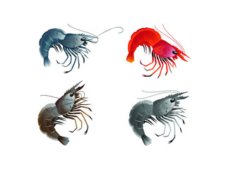 Fototapeta premium Set of fresh and cooked shrimps isolated on white background, vector sea-food illustration.