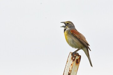 A male Dickcissel sings on the Colorado prairie.