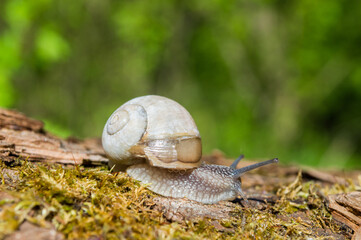 Wild little snail closeup in the green forest with blurred background