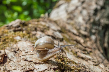 Wild little snail closeup in the green forest with blurred background