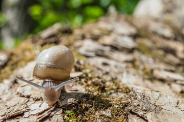 Wild little snail closeup in the green forest with blurred background