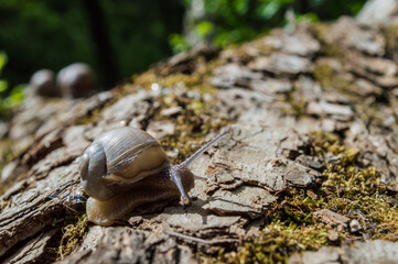 Wild little snail closeup in the green forest with blurred background