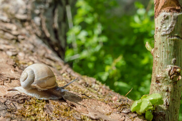 Wild little snail closeup in the green forest with blurred background