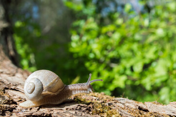 Wild little snail closeup in the green forest with blurred background